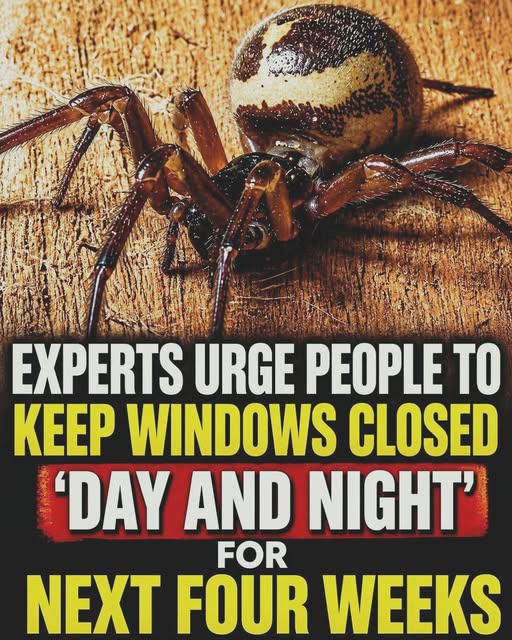 Important Reminder: Keep Windows Closed to Help Prevent Spiders from Entering Your Home 686463829 122182596524789998 5177017313171406284 n