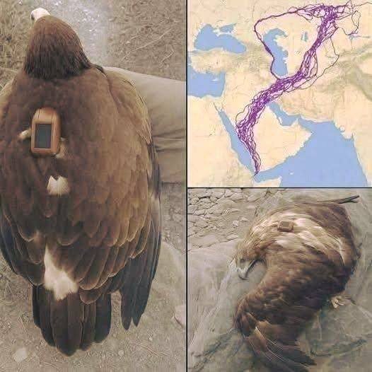 The Incredible Journey of a Migrating Eagle and What It Teaches Us About Nature 687271982 122182370882789998 2363875822388671027 n