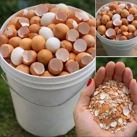 Before You Toss Eggshells, Check Out These 17 Creative Uses 687754294 1263704552636088 3842780165198478399 n